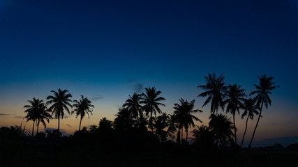 Fototapeta na wymiar silhouette of coconut trees during sunrise