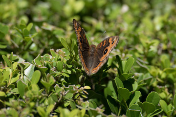 Mariposa color marrón y naranja