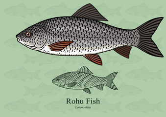 Rohu (Rui) Fish. Vector illustration with refined details and optimized stroke that allows the image to be used in small sizes (in packaging design, decoration, educational graphics, etc.)