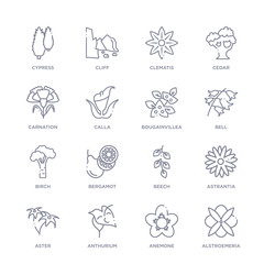 set of 16 thin linear icons such as alstroemeria, anemone, anthurium, aster, astrantia, beech, bergamot from nature collection on white background, outline sign icons or symbols