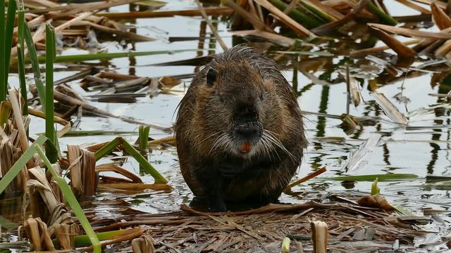 Nutria, Myocaster coypus, adult, on Mustang Island, Texas