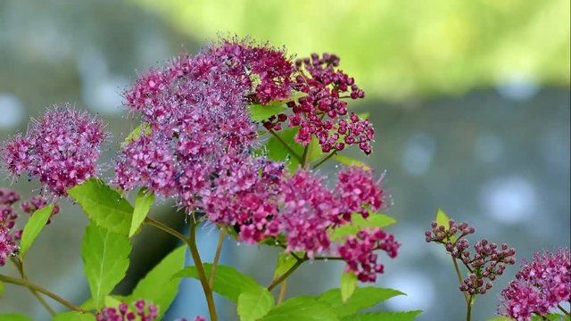 Bee on a beautiful pind spirea flower with bokeh background.