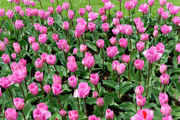 Fototapeta premium Blooming tulips in Keukenhof park in Netherlands, Europe