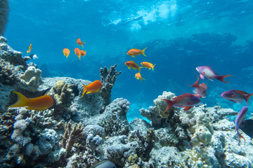 Underwater coral reef with group of tropical fish