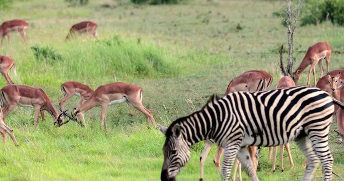 impala and zebra in the savannah, park kruger south africa