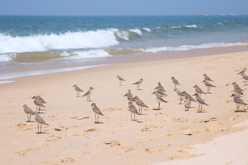 beach and sea