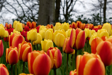 Blooming tulips in Keukenhof park in Netherlands, Europe