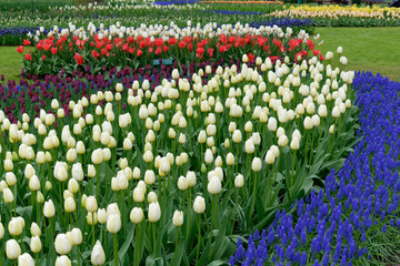 Fototapeta premium Blooming tulips in Keukenhof park in Netherlands, Europe