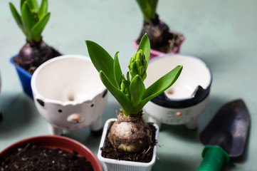 Gardener planting flowers in pot with dirt or soil