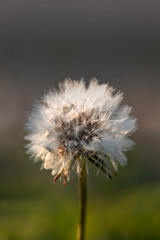 Dandelion flower head with white seeds close up in the backlight of the sun's rays on a blurred background