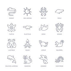 set of 16 thin linear icons such as centipede, zander, baboon, dolphin jumping, squirrel, lemur, squid from animals collection on white background, outline sign icons or symbols