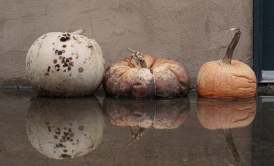 Rotting Halloween Decorative Gourds and Pumpkins