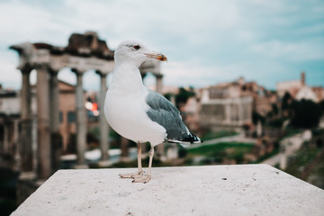 Seagull in Rome overlooking the Roman Forum. Italy