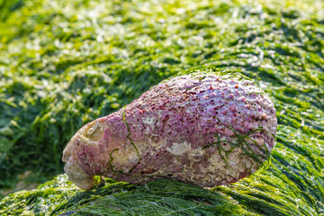 Large pink shell lying on green algae at low tide on the sea beach
