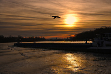 Krähe und Schiff im Rhein
