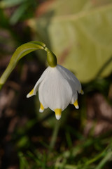 Obraz premium Schneeglöckchen - Galanthus