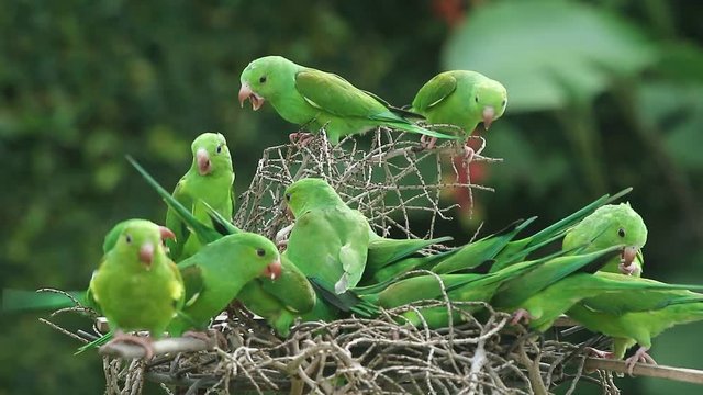 Maritacas comendo semente de girassol no quintal em S&atilde;o Paulo, Brasil 