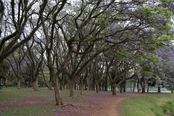 trees in the park