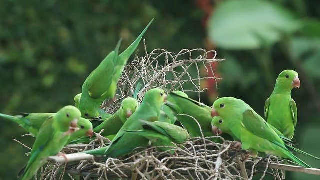 Maritacas comendo semente de girassol no quintal em S&atilde;o Paulo, Brasil 