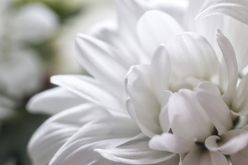 Obraz na płótnie Canvas Bud white Chrysanthemum flower close-up, Mothers Day, greeting card