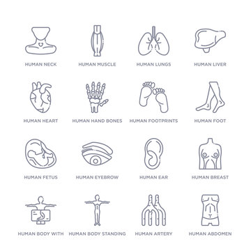 set of 16 thin linear icons such as human abdomen, human artery, human body standing black, body with x ray plate focusing on stomach, breast, ear, eyebrow from body parts collection on white