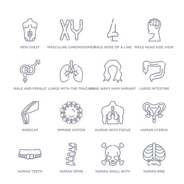 set of 16 thin linear icons such as human ribs, human skull with crossed bones, human spine, teeth, uterus, with focus on the lungs, immune system from body parts collection on white background,