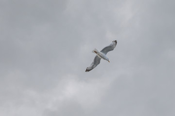 Möwe im Flug