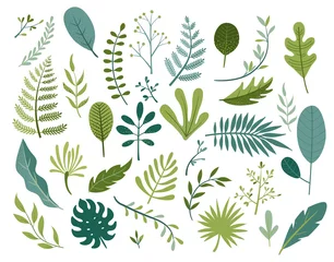 Tuinposter Set van verschillende tropische en andere geïsoleerde groene bladeren. Palm, bananenblad, hibiscus, plumeria, splitblad, philodendron. Jungle collectie voor uw ontwerp. Vectorillustratie. © tandav