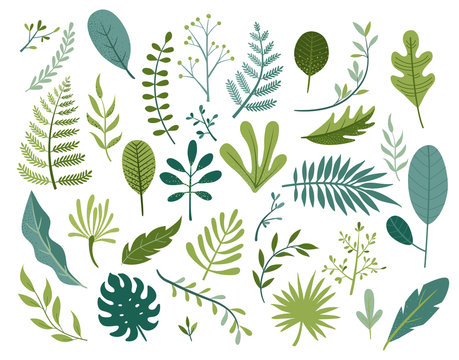 Set of different tropical and other isolated green leaves. Palm, banana leaf, hibiscus, plumeria, split leaf, philodendron. Jungle collection for your design.Vector illustration.