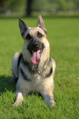 Eastern European Sheepdog sits
