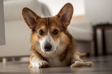 corgi dog