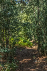 View of archaic path in the middle of the forest of eucalyptus and brake fern plant