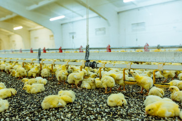 Indoors chicken farm, chicken feeding. Group of young chicken