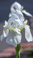 White iris flower head closeup on blurred background