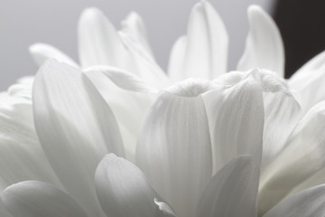 Fototapeta na wymiar Petals white Chrysanthemum flower close-up on light background