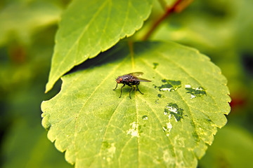 A fly on a green leaf