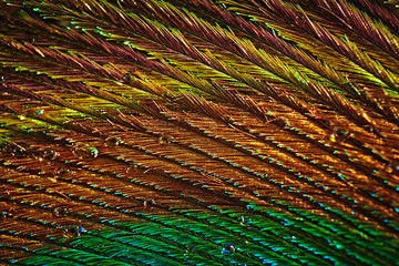 Abstract photograph of a multicolored beautiful peacock feather photographed with a macro lens with water drops