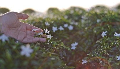 Hand touch a blooming white flower at the garden.