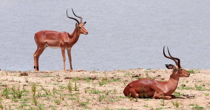 impala in the savannah, park kruger south africa