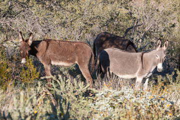 Wild Burros in the Arizona Desert
