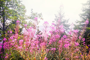 Pink wildflowers in the spring on a meadow