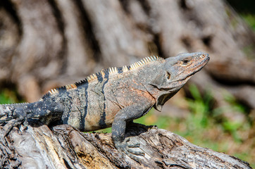 Grüner Leguan in Florida in epischer stolzer Pose