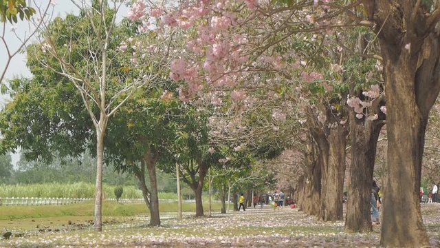 Beautiful Tunnel Flowers Pink Trumpet Tree or Tabebuia Rosea cherry blossom on tree and falling on the green grass, Kasetsart University, Kamphaeng Saen Campus, Nakhon Pathom, Thailand.
