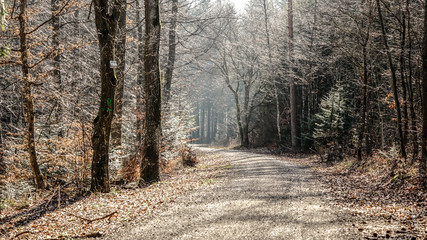 Fototapeta premium Nature and Forest 