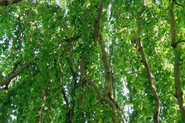 Under the tree a hot summer