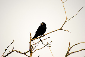 black crow sits on the branches of acacia