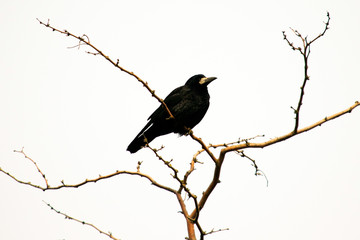 black crow sits on the branches of acacia