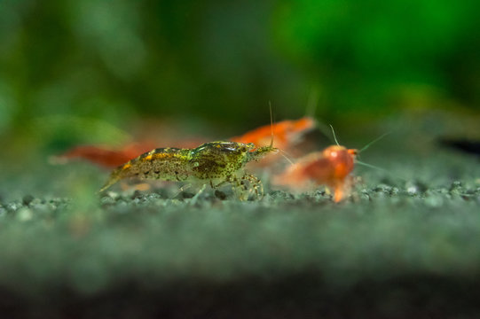 Red sakura shrimp Neocaridina davidi in green in freshwater aquarium