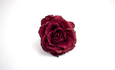 Faded red rose bud on a white background
