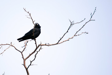 black crow sits on the branches of acacia